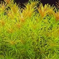 Aquatic Plants