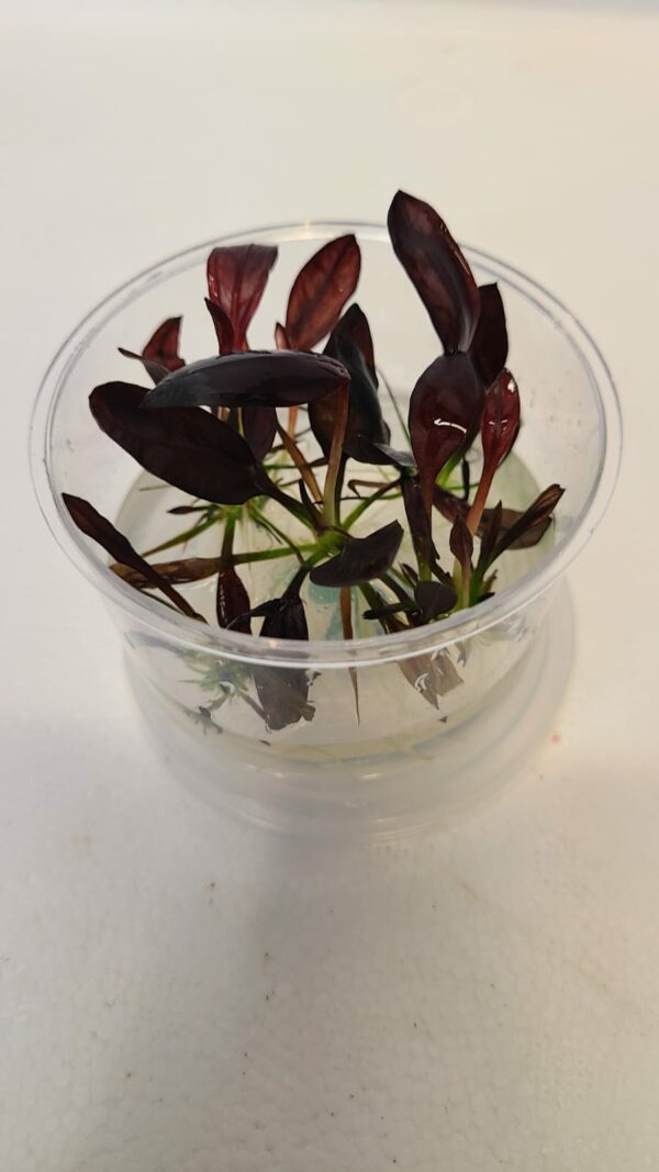Echinodorus Flame T/C