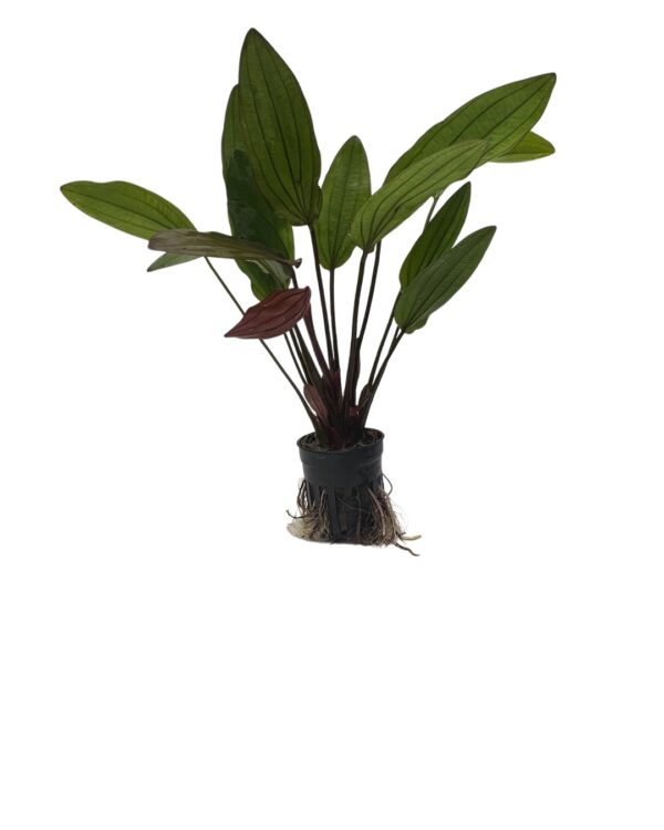 Echinodorus miracle