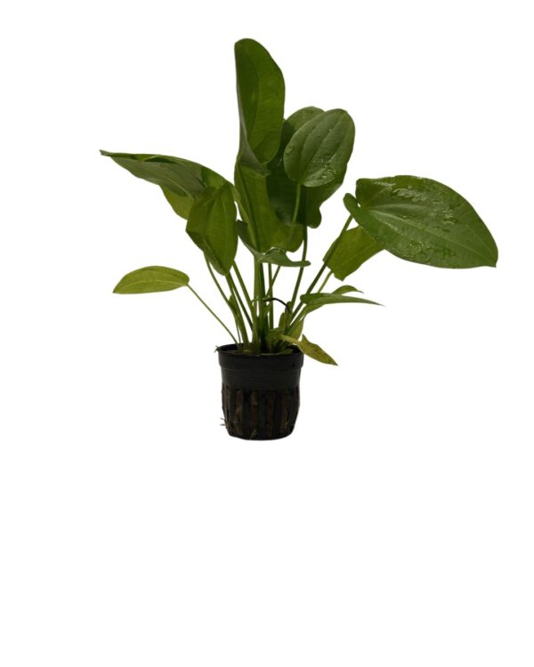 Echinodorus argentinensis