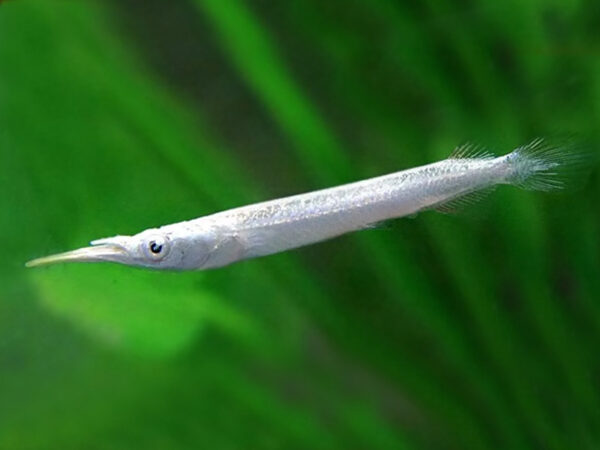 Silver Halfbeak