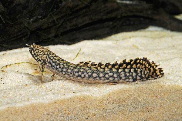 Ornate Bicher (Polypterus ornatipinnis) 10"