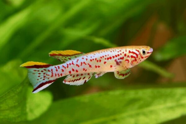 Killifish Gardneri (Fundulopanchax gardneri)