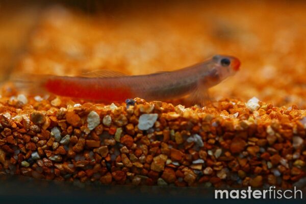 Red Lipstick Goby