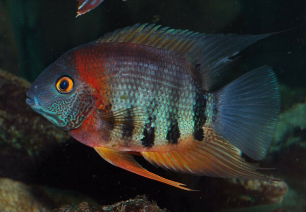 Red Shoulder Severum