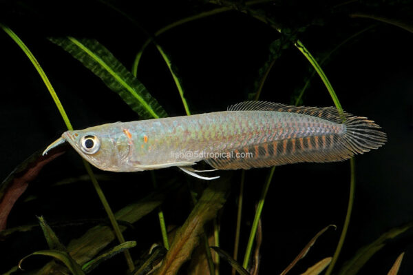 Silver Arowana