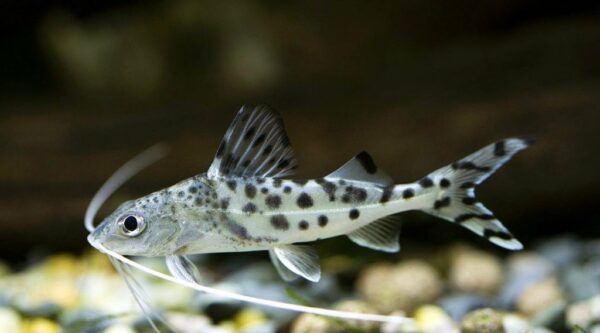 Pictus Catfish