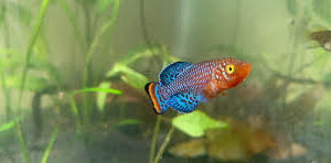 Bluefin Notho killifish (Nothobranchius Rachovii)