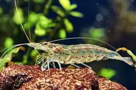 Gold Nebula 'Ghost Shrimp' (Caridina villadolidi)