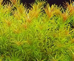 Rotala Nanjenshan