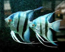 Philippine Blue angelfish