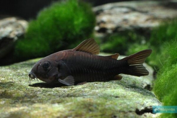 Corydoras Midnight (Blk Ven.)