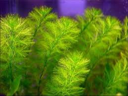 myriophyllum aquaticum