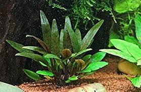 Cryptocoryne SRI Lanka