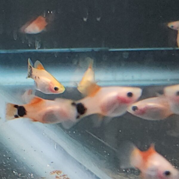 White Mickey Mouse Platy (Ziphophorus Maculatus)