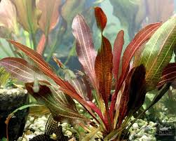 Echinodorus red Phoenix