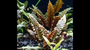 Cryptocoryne Tropica