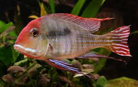 Geophagus Red Head Tapajos (Geophagus sp. 'orange head') 5"