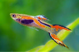 Rainbow Endler (Poecilia wingei)