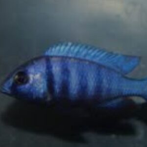 Star Saphire Phenochilus "Tanzania"