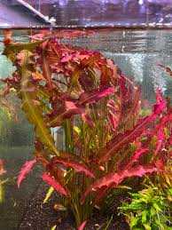 Aponogeton Crispus 'Purple red'