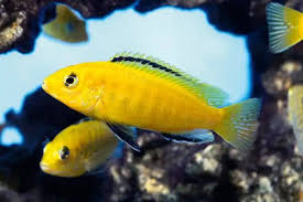 Electric Yellow Cichlid 'Labidochromis caeruleus'