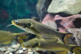 Eclipse Catfish (Horabagrus brachysoma)