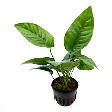 Anubias Barteri Var Barteri
