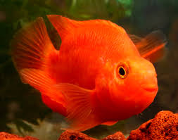 Blood Parrot (Amphilophus citrinellus x Paraneetroplus synspilus)