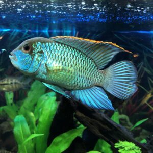 Electric Blue Acara (Andinoacara pulcher)