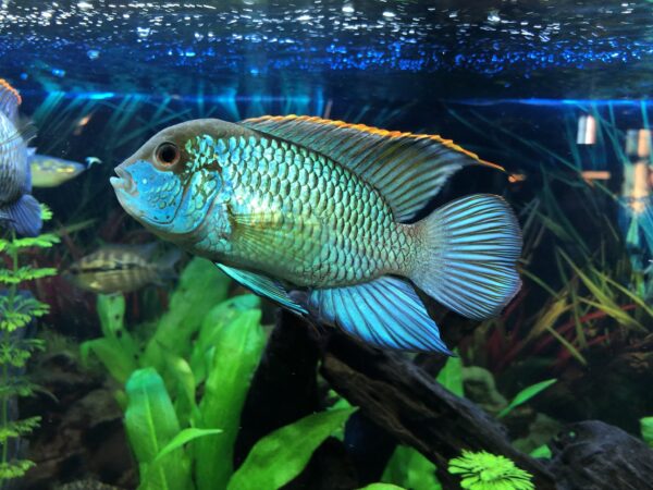 Electric Blue Acara (Andinoacara pulcher)
