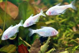 Blind Cave Tetra (Astyanax mexicanus)
