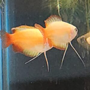 Honey Red Gourami (Trichogaster chuna)