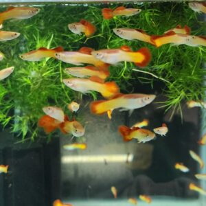 Sunset Guppy