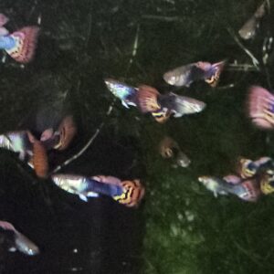 Dragon Tail Guppy