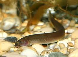 Java 'Black Kuhli' Loach (Pangio Javanicus)