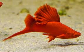FC Blood red Swordtail