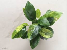 Anubias nana Marble