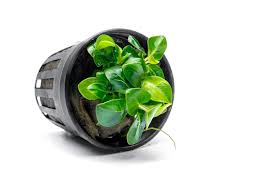 Anubias nana Stardust