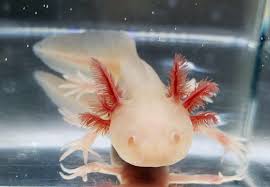 Albino Axolotl