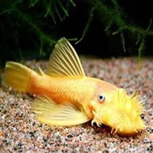Bristlenose Albino (Ancistrus. Sp) Pleco