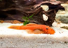 Bristlenose 'Super Red' Pleco (Ancistrus sp)