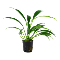 Anubias barteri var. glabra (lanceolata)
