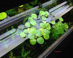 Frogbit 7pc