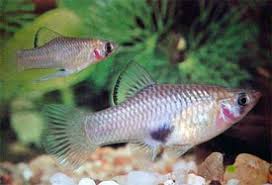Merry Widow (Phallichthys amates)
