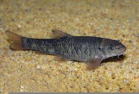 Red Garra 'Rufa' (Doctor fish)