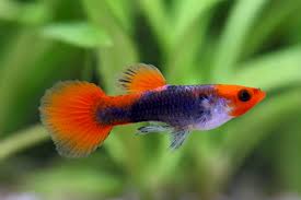 Koi Tuxedo Guppy
