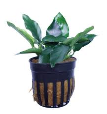 Anubias Nana 'Long Wavy'