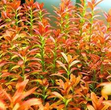 Rotala Sunset