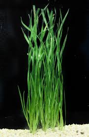 Vallisneria Spiralis